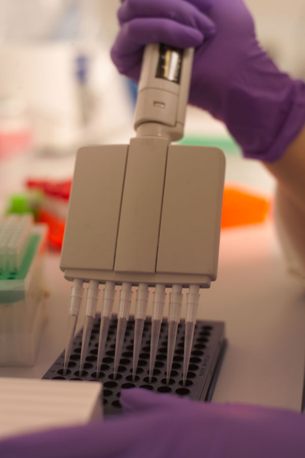 Close-up of a multi-channeled automatic pipette being held by a purple-gloved hand