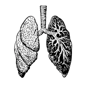 Illustration of lungs by Clker Free Vector Images from Pixabay